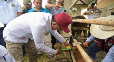 Inicia en la Cuenca del Papaloapan programa de aretado de ganado bovino