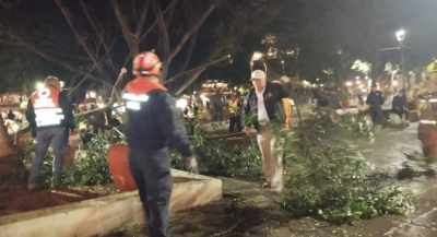 Atienden caída de árbol en el Zócalo de Oaxaca de Juárez