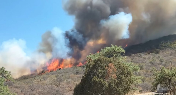 Oaxaca: se atiende incendio forestal en San Francisco Logueche, Miahuatlán
