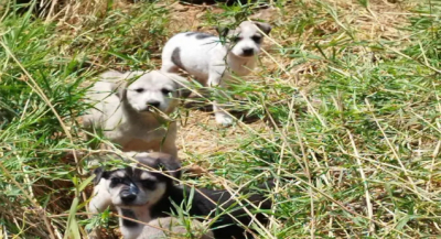 Investigan la muerte de Flaco y Zoe, perritos envenenados en Oaxaca