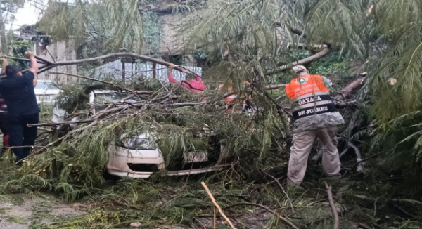 Atienden de inmediato reportes por caída de árboles y encharcamientos en Oaxaca de Juárez