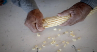 México prohíbe el cultivo de maíz transgénico
