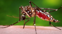 Se registraron 366 casos nuevos de dengue en Oaxaca, que suman un total de mil 855: SSO