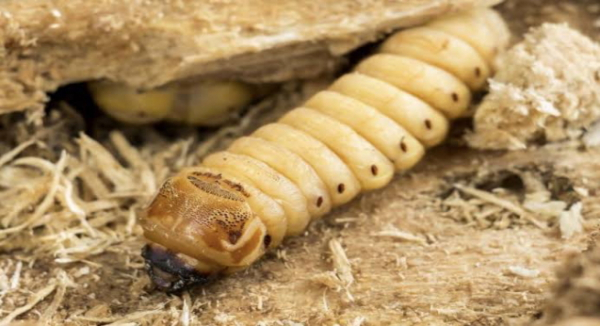 Reporta Sefader primer caso de animal doméstico con miasis por gusano barrenador