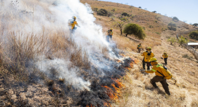 Con apertura de línea negra, protege Coesfo reforestación en Monte Albán