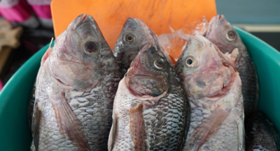 Invita Sefader al Tianguis Cuaresma 2025 en apoyo a personas productoras acuícolas y pesqueras