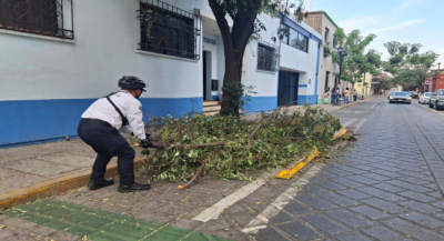 Recomienda SSPC extremar precauciones ante caída de árboles en Zona Metropolitana de Oaxaca