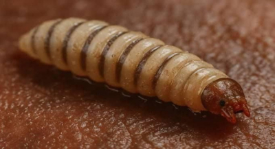 Mantiene SSO acciones de vigilancia ante miasis por gusano barrenador del ganado