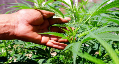 Desmiente Cofepris supuesta autorización para cultivo de cannabis en Oaxaca