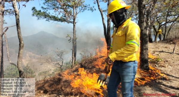 Atiende Coesfo incendio forestal activo en la región del Istmo
