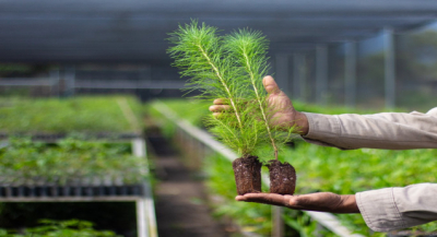 Continúa abierta convocatoria del programa Reforesta Oaxaca 2025