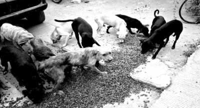 Fiscalía de Oaxaca detiene a una persona y rescata a 65 perritos por caso de crueldad animal en San Francisco Lachigoló