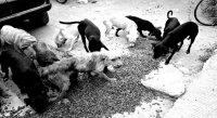 Fiscalía de Oaxaca detiene a una persona y rescata a 65 perritos por caso de crueldad animal en San Francisco Lachigoló