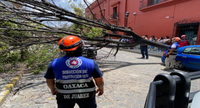 Atiende Protección Civil Municipal retiro de árbol caído en el Centro Histórico