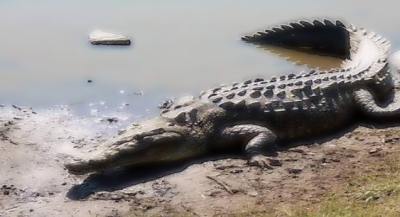 Atiende Protección Civil avistamiento de cocodrilo en Punta Zicatela