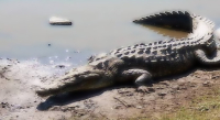 Atiende Protección Civil avistamiento de cocodrilo en Punta Zicatela