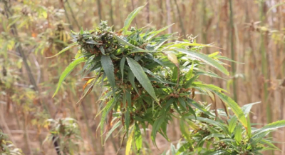 En Oaxaca levantan primera cosecha de cannabis para uso industrial