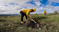 Siembra Coesfo más 200 mil plantas durante Jornada Estatal de Reforestación 2025 en nación Chocho-Mixteca