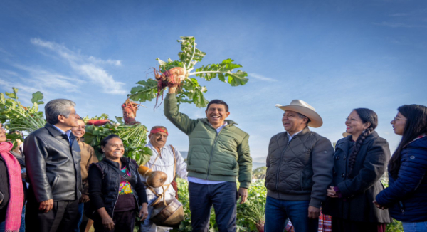 Reconoce Gobernador Salomón Jara fortaleza de la tradición de la Noche de Rábanos, cosechan más 14 toneladas del tubérculo