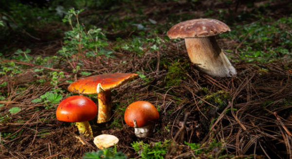 Pueblos Mancomunados de Oaxaca nominados en los Premios Excelencias 2025: Sectur Estatal