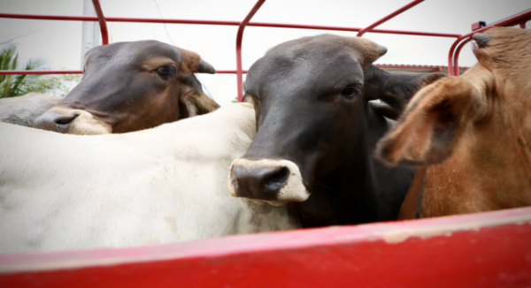 Exhorta Sefader a notificar cualquier sospecha del gusano barrenador del ganado en Oaxaca