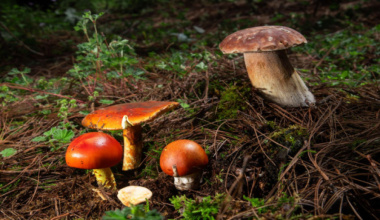 Pueblos Mancomunados de Oaxaca nominados en los Premios Excelencias 2025: Sectur Estatal