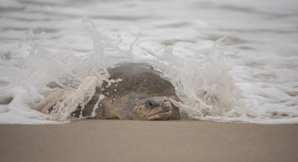 Oaxaca vive temporada de arribada de tortugas con llamado al respeto de las especies