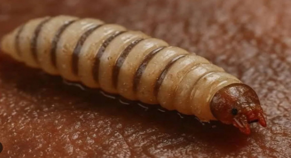 Reportan muerte de adulto mayor en Oaxaca; descartan riesgo poblacional por miasis de gusano barrenador