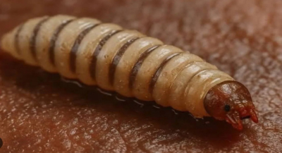 Reportan muerte de adulto mayor en Oaxaca; descartan riesgo poblacional por miasis de gusano barrenador