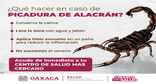 Emite SSO recomendaciones para evitar picadura de alacrán