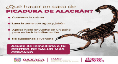 Emite SSO recomendaciones para evitar picadura de alacrán