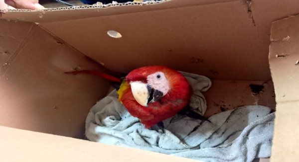 Detienen a hombre con guacamaya roja y polluelos de loro en Oaxaca de Juárez
