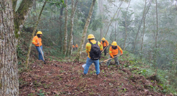Realiza Coesfo apertura de brechas cortafuego en San Miguel Chimalapa