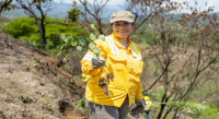 Realiza Coesfo primera Jornada de Reforestación en Santo Domingo Teojomulco