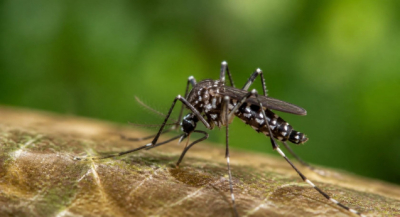 Refuerza SSO acciones para prevenir la transmisión del dengue