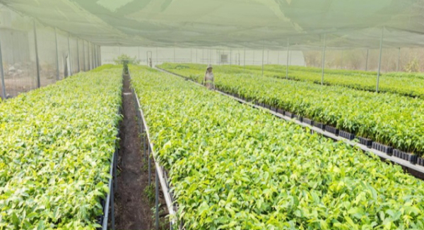 Lanza Coesfo convocatoria para donación de plantas con fines de reforestación