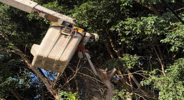 Realiza Ayuntamiento de Oaxaca de Juárez poda de árboles y retiro de un pino seco en cuatro colonias