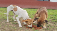 Coordina Secretaría de Medio Ambiente atención veterinaria en comunidades afectadas por el huracán Erik