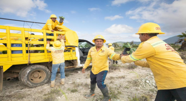 Impulsa Gobierno del Estado jornada de reforestación en Villa de Tamazulápam del Progreso