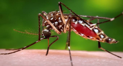 Se registraron 366 casos nuevos de dengue en Oaxaca, que suman un total de mil 855: SSO