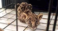 Atiende Propaeo denuncia por supuesta venta ilegal de un cachorro de jaguar