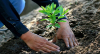 Con donación de 500 árboles, Coesfo impulsa reforestación en San Agustín de las Juntas