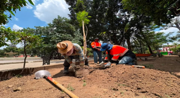 Inicia renovación del arbolado en el Paseo Juárez El Llano