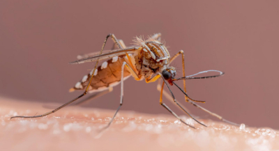 SSO exhorta a aplicar medidas de limpieza para prevenir dengue y chikungunya en Oaxaca