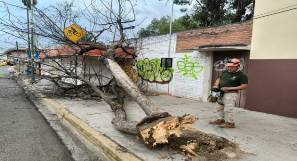 Atención a vecinas y vecinos en Oaxaca de Juárez por afectaciones derivadas de vientos