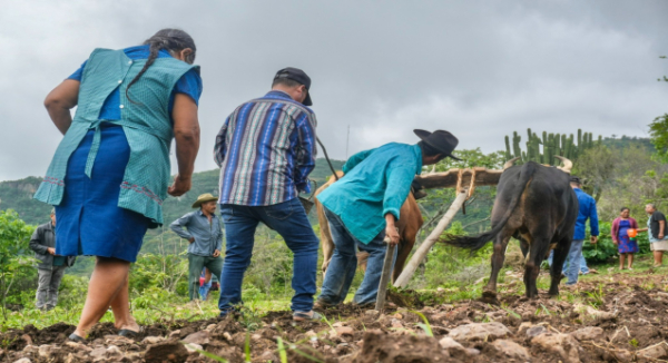 Capacita Sefader a productores de maíz en San Pedro Taviche