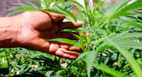 Desmiente Cofepris supuesta autorización para cultivo de cannabis en Oaxaca