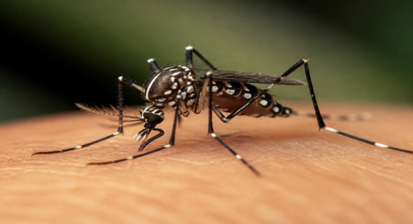 SSO mantiene acciones de prevención contra el dengue en la zona metropolitana de Oaxaca