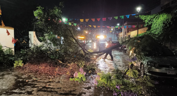 Atiende Protección Civil de Oaxaca de Juárez caída de árboles por lluvias