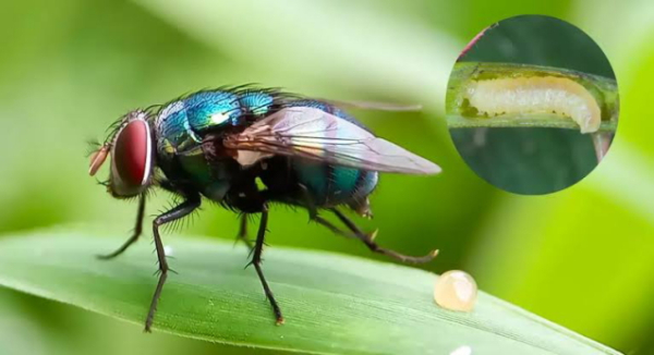 Emite SSO recomendaciones para evitar miasis humana causada por el gusano barrenador de ganado